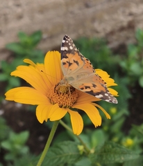 Painted Lady