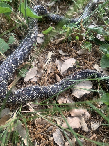 Horseshoe Whip Snake