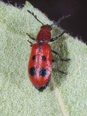 Pelonides quadrinotata