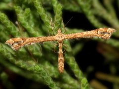 Amblyptilia pica