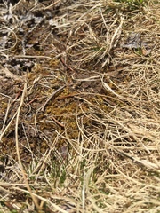 Brotherella recurvans