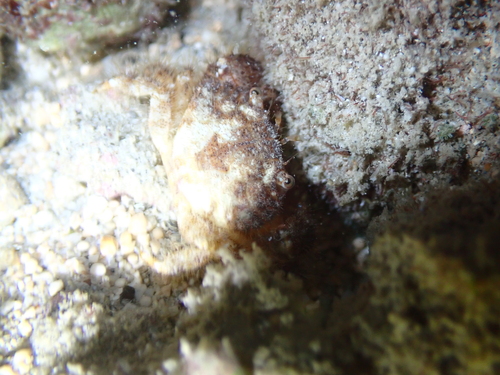 Chlorodopsis observed 2026-07-01