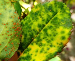 Phragmidium tuberculatum
