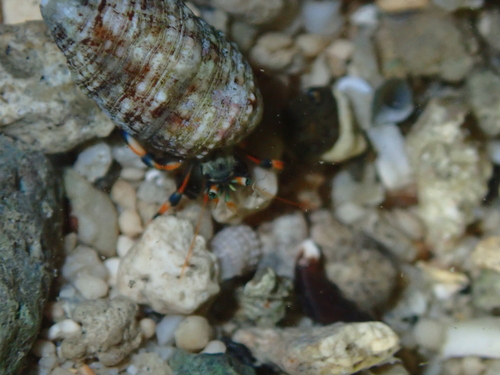 Clibanarius humilis observed 2026-07-01