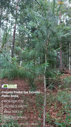Pinus ayacahuite, 2026-06-06