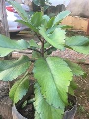 Kalanchoe crenata