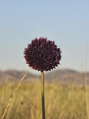 Allium atroviolaceum