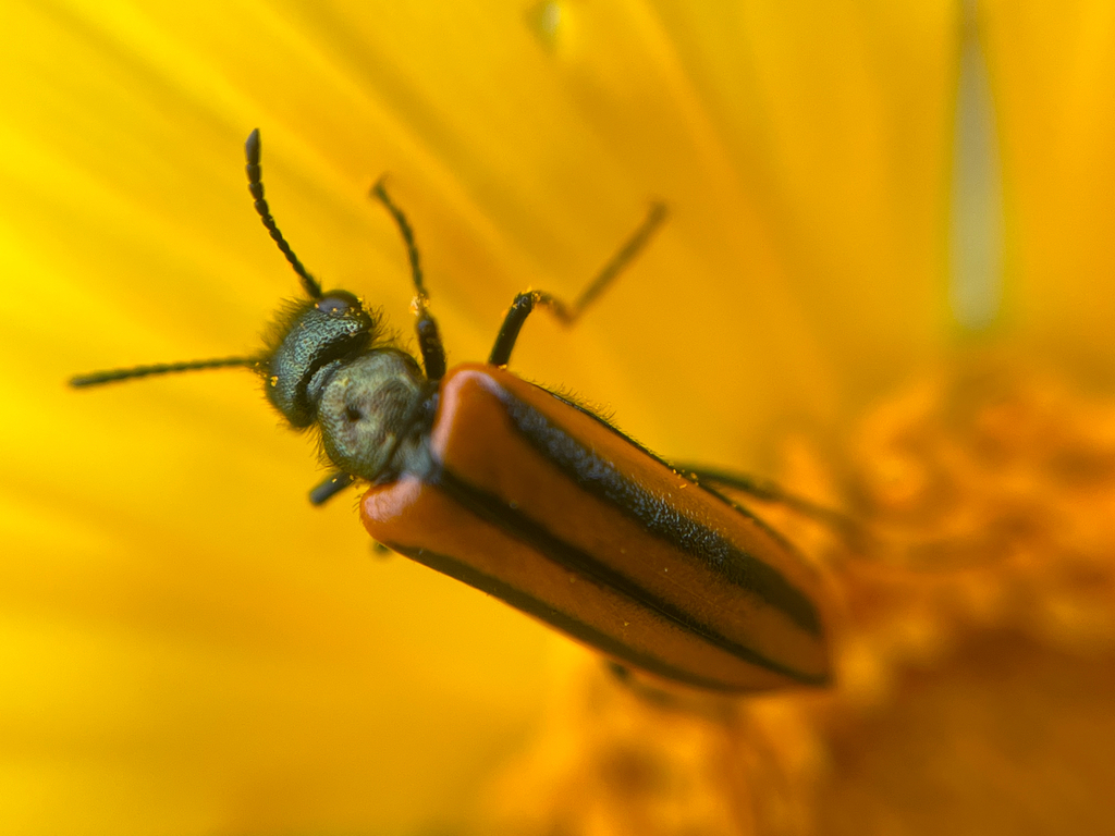 Prolytta semilineata