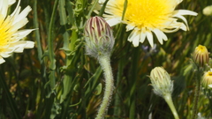 Malacothrix californica