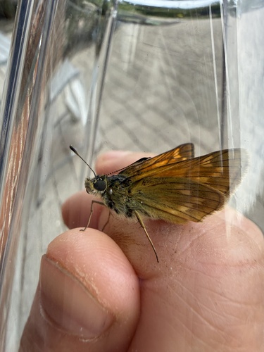 Large Skipper