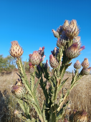 reticulate thistle