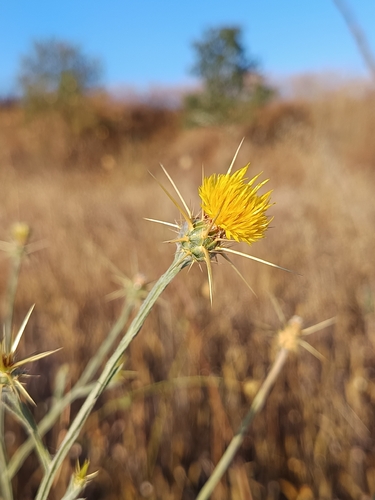 Yellow Star-Thistle