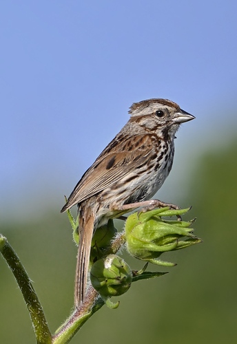 Song Sparrow photographed in Illinois