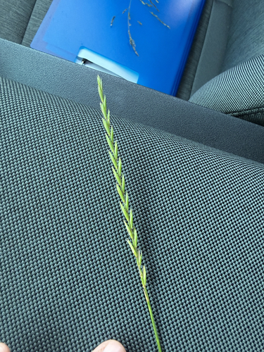 Quack Grass