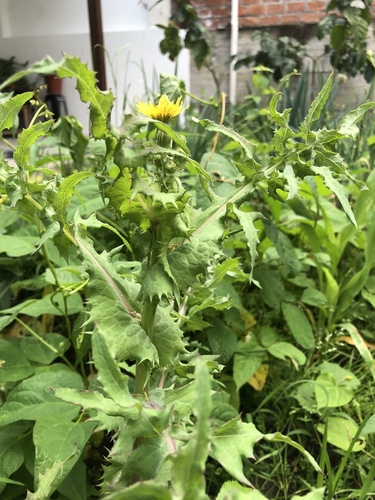 Sonchus oleraceus image