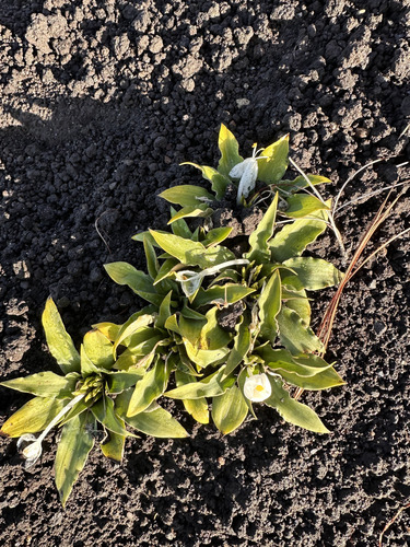 Weldenia candida, photograph 3