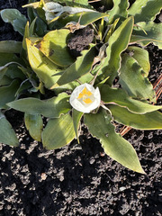 Weldenia candida, photograph (c) Diana Fuentes, some rights reserved (CC BY-SA)