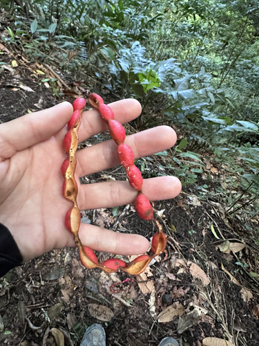 Cojoba arborea