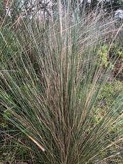 Austrostipa stipoides