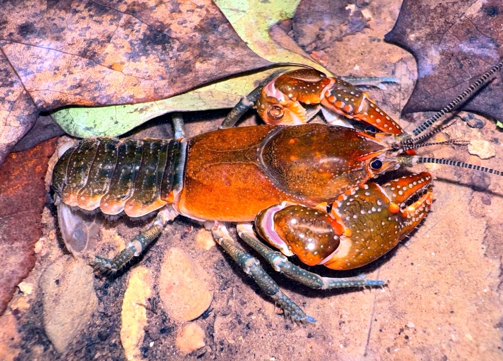Short Mountain Crayfish