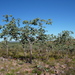 Corymbia cadophora cadophora - Photo (c) Dean Nicolle, algunos derechos reservados (CC BY-NC), subido por Dean Nicolle