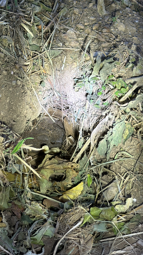 European Toad