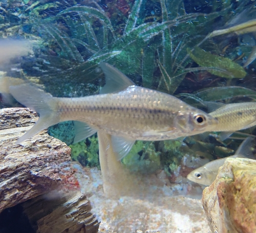 Hamiltons barbeel (Enteromius afrohamiltoni) — Cyprinidae
