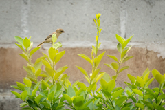 Sporophila morelleti