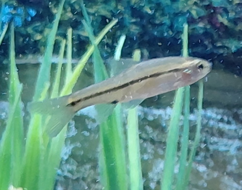 Broadstriped barb (Enteromius annectens) — Cyprinidae — 5