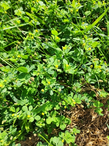 Black Medick