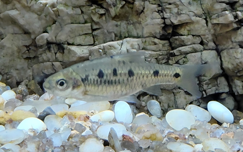 Line-spotted barb (Enteromius lineomaculatus) — Cyprinidae