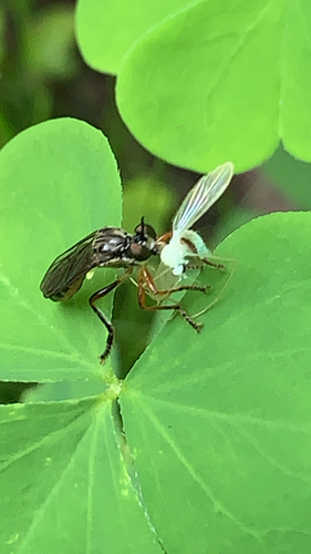Stripe-legged Robber Fly