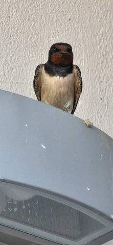 Barn Swallow