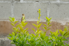 Sporophila morelleti