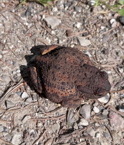European Toad