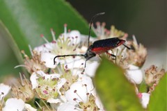 Pseudostrangalia cruentata