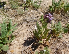 Phacelia integrifolia