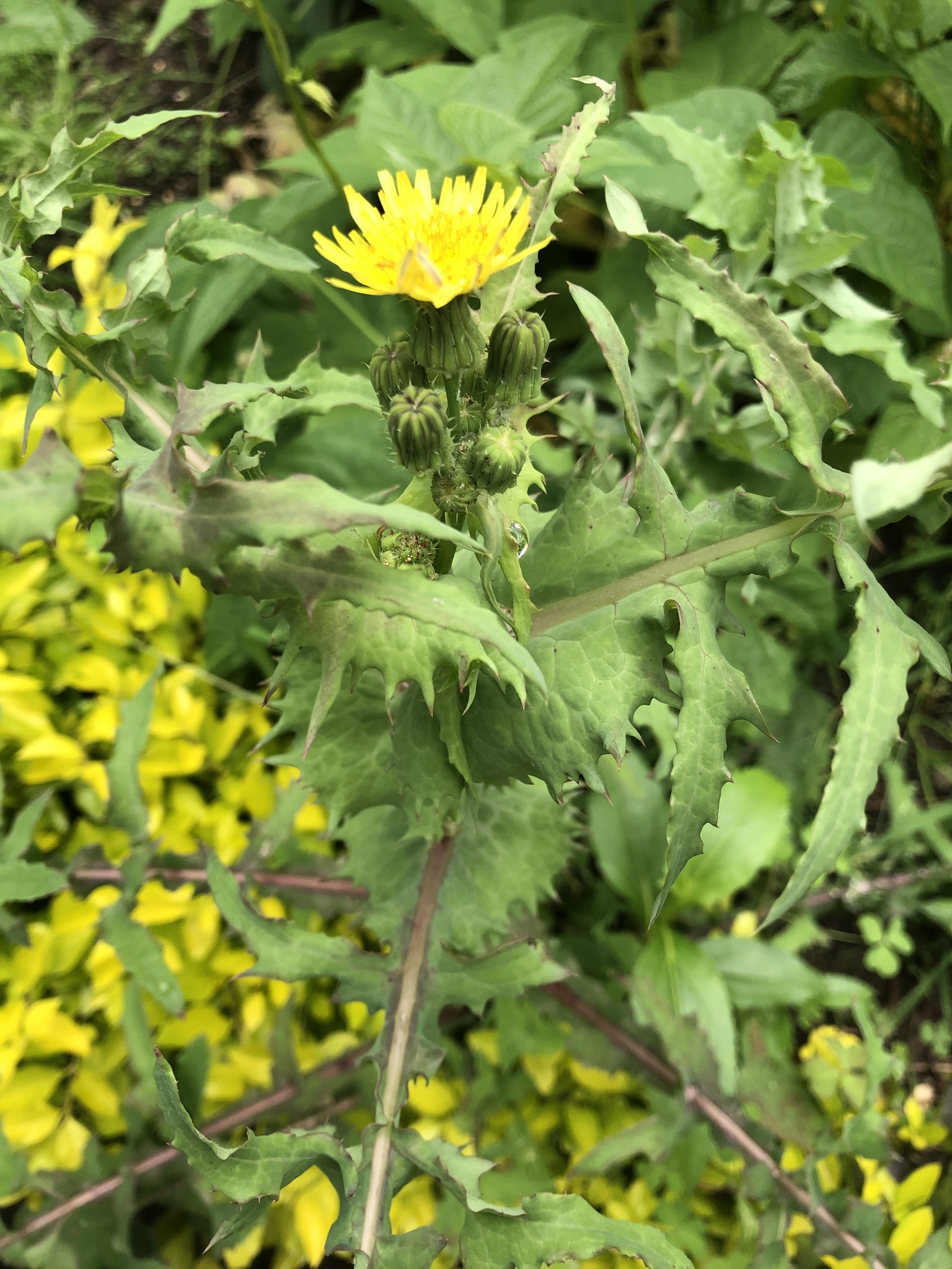 Sonchus image
