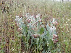 Asclepias californica