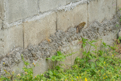 Sporophila morelleti