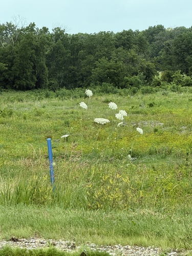 wild carrot