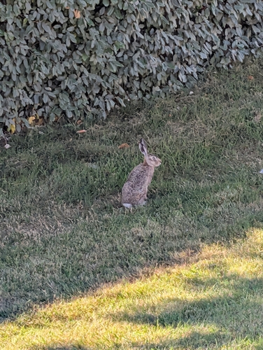 Brown Hare