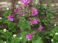 Lunaria