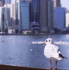 Chroicocephalus ridibundus