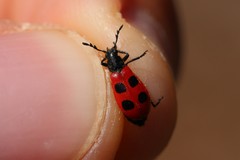 Pelonides quadripunctata