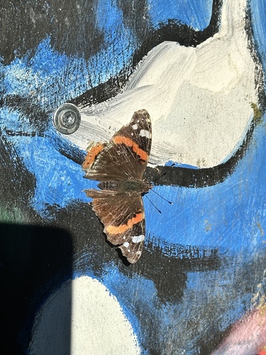 Red Admiral