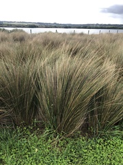 Austrostipa stipoides