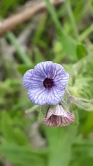 Cynoglossum creticum