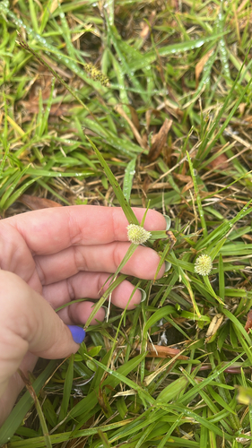 Cyperus sesquiflorus observed 2026-07-01