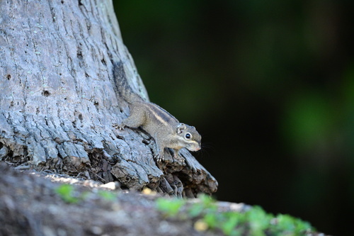 Maritime Striped Squirrel
